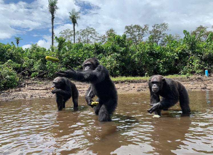 Monkey Island, Liberia